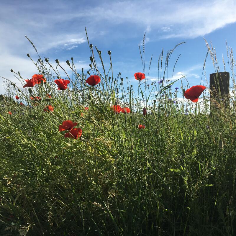 Blumenwiese